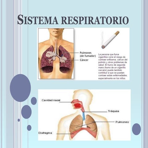 Sistema respiratorio.luz[1]