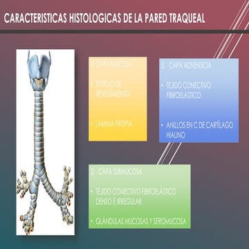 SISTEMA RESPIRATORIO 2 MARTES.pptx