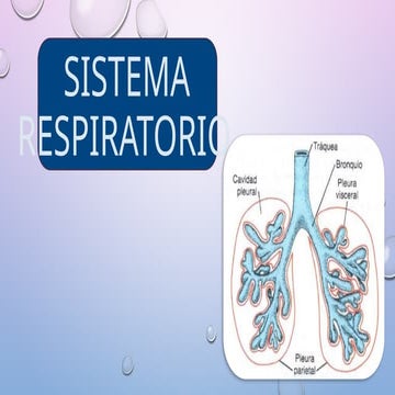 Embryonic Development and Maturation of the Human Respiratory System | PPTX