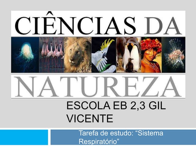 Sistema Respiratorio Exercicio