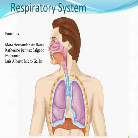 Sistema respiratorio exposion