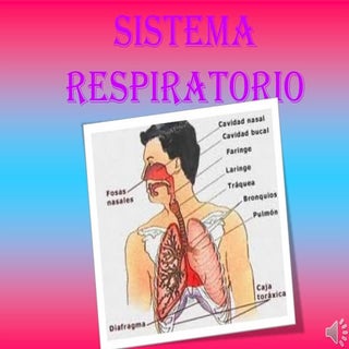 Sistema respiratorio 