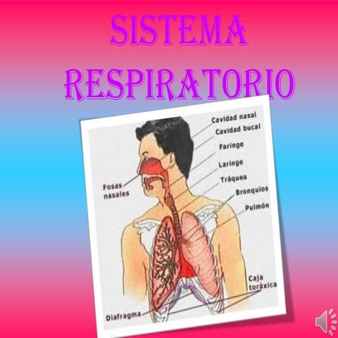 Sistema respiratorio 