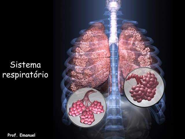 Sistema respiratório
