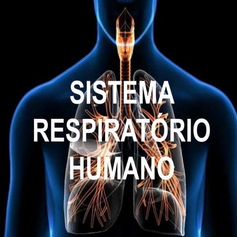Sistema respiratório humano