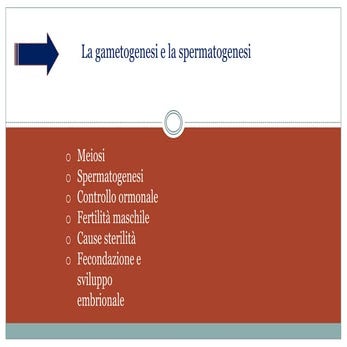Sistema riproduttore maschile_Pezzi_Travisani_Battistini_4bc