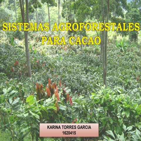Sistemas agroforestales cacao 