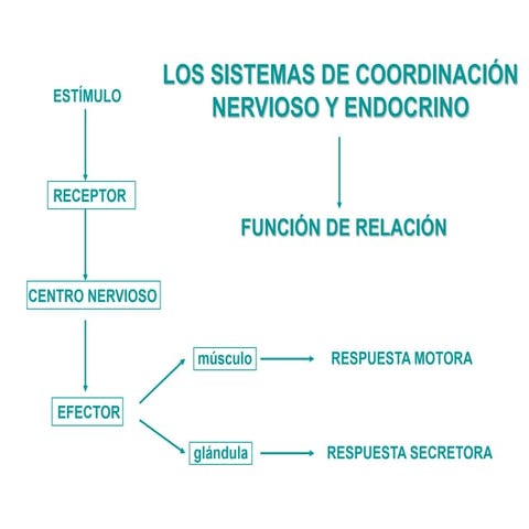 Sistemas coordinación