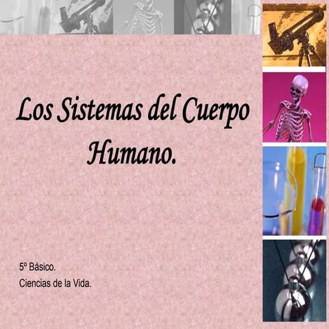 Sistemas del Cuerpo Humano