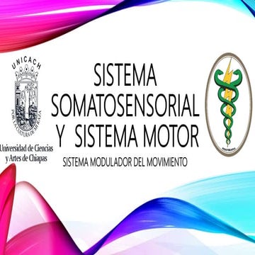 Sistema somatosensorial
