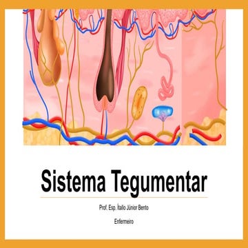 Sistema Tegumentar, anatomia e fisiologia