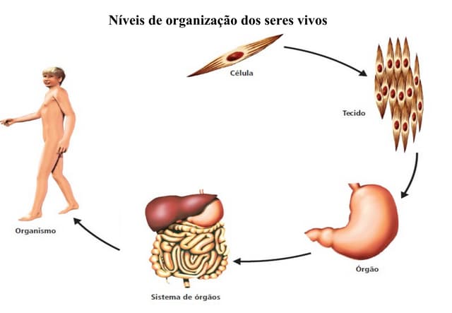 Sistema terra