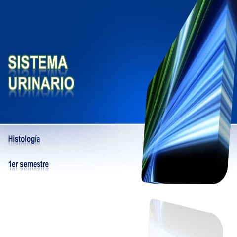 Histología: Sistema urinario