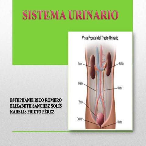 SISTEMA URINARIO
