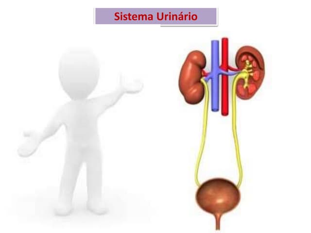 Sistema Urinario