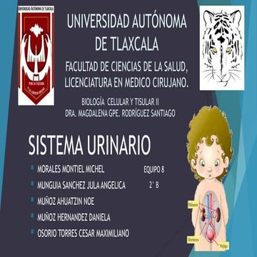 HISTOLOGÍA: Sistema Urinario