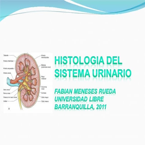 Sistema urinario e