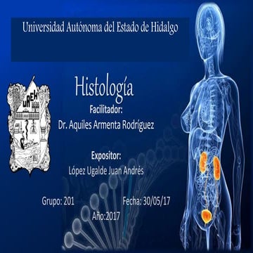 Sistema Urinario Histología.