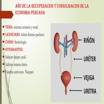 Sistema urinario comparada | PDF