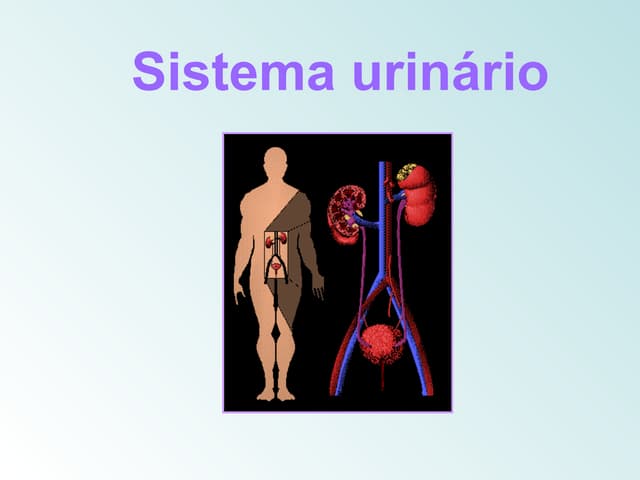 Sistema UrináRio