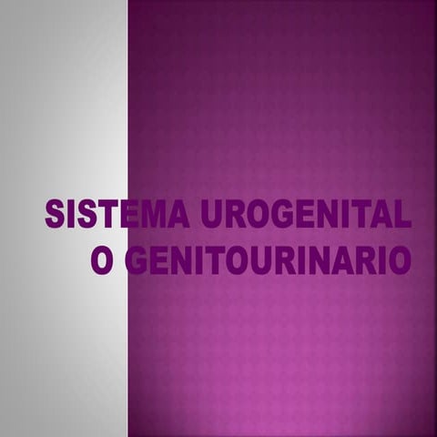 Sistema urogenital