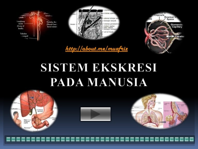 Sistem Ekskresi Pada Manusia Sistem Ekskresi Pada Manusia