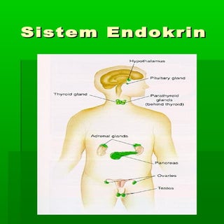 Sistem Endokrin