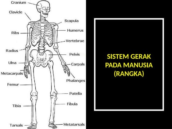 RANGKA, SENDI DAN OTOT kelas VI SEMESTER 1.pptx