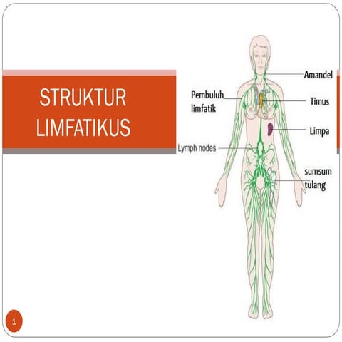 Comprehensive Overview of the Lymphatic System: Structure and Functions ...