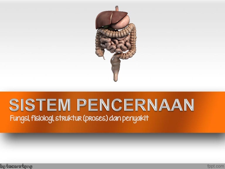 Sistem Pencernaan Makanan Sistem Pencernaan Makanan