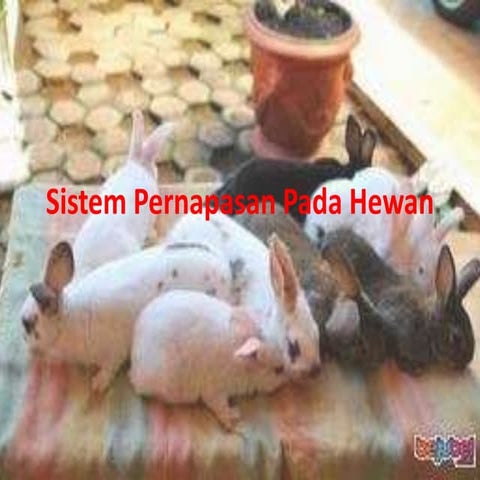 Sistem Pernapasan Pada Hewan