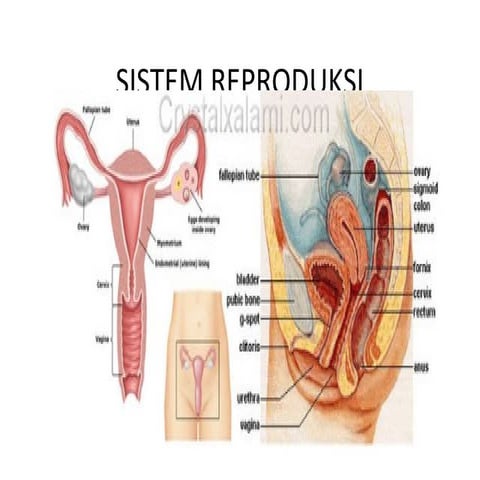 Sistem reproduksi