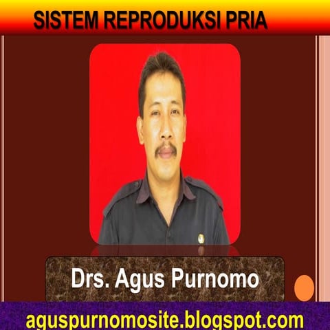 Sistem Reproduksi Pria