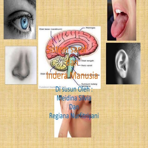 Sistem saraf by meidina