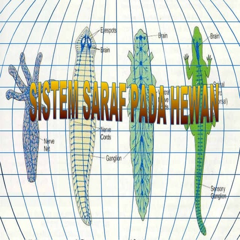 Sistem saraf invertebrata