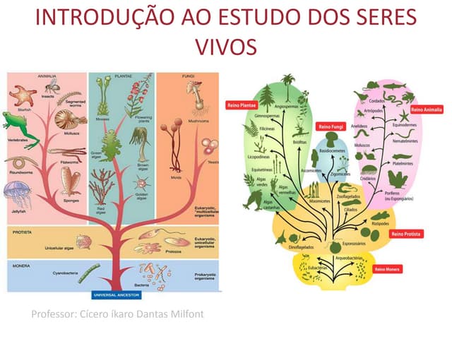 Sistemática e classificação  dos se...