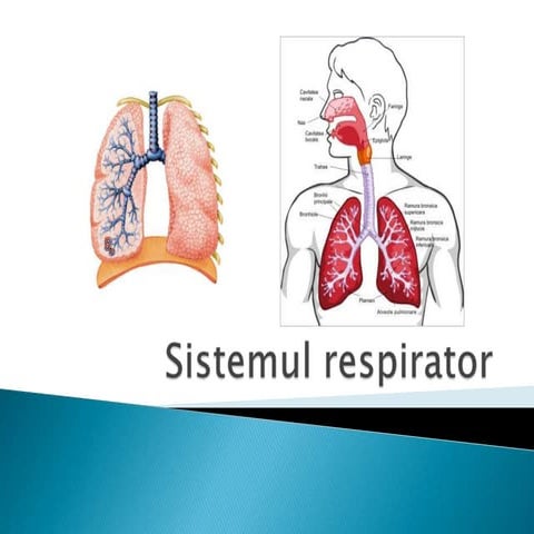 Sistemul respirator