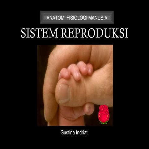 Sistem reproduksi Manusia (the human reproductive system) | PPT