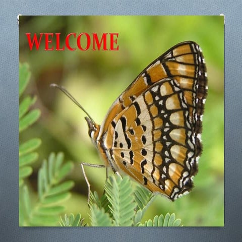 Genetic Improvements to the Sterile Insect Technique for Agricultural & Publi...