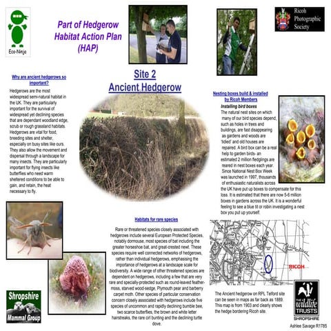 Site 2 ancient hedgerows