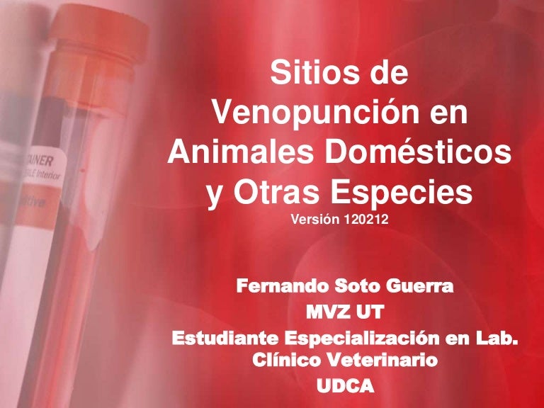 cuales son las venas que se pueden canalizar