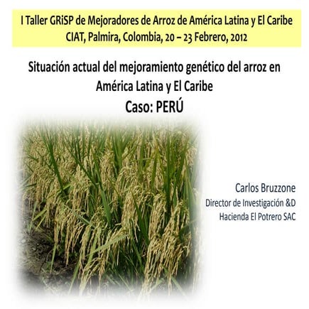 Situacion actual del mejoramiento genetico del arroz en America Latina y el C...