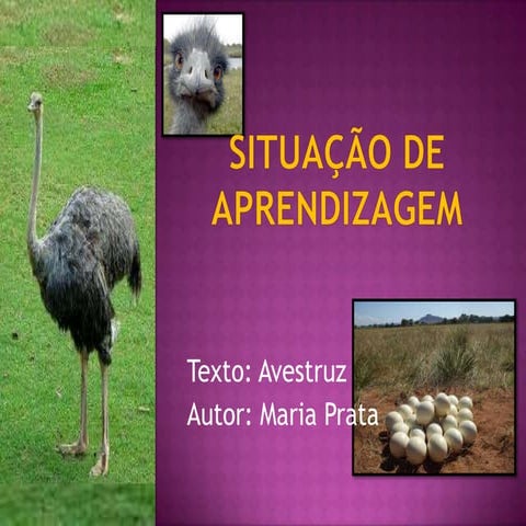 Sequencia didática texto avestruz | PPT