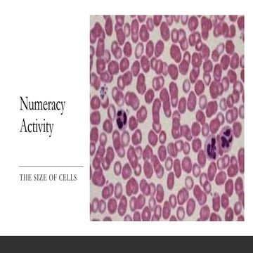 Size of cells - Scale activity comparing cell sizes | PPTX