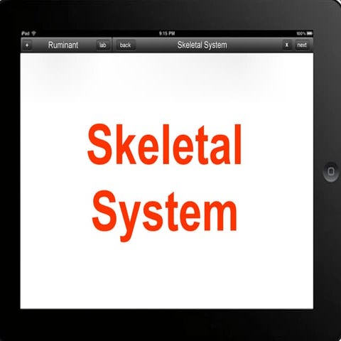 Skeletal system of Bovine