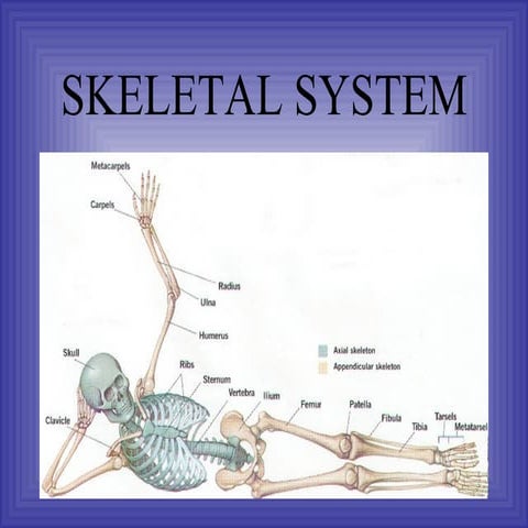 Skeletal.ppt