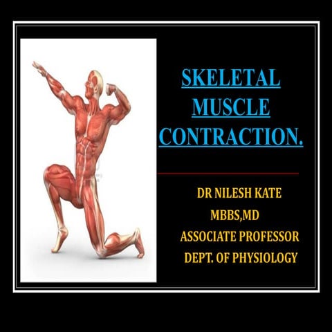 Skeletal muscle contraction