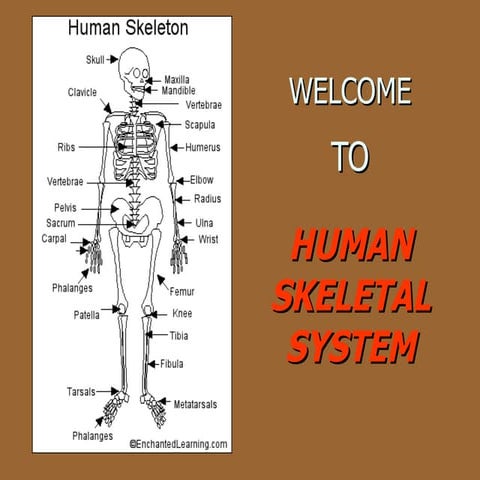Skeletal System