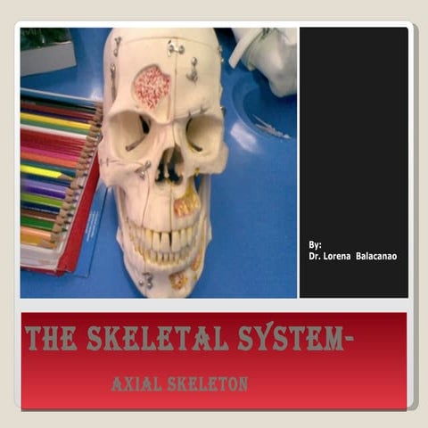 The Skeletal Sytem