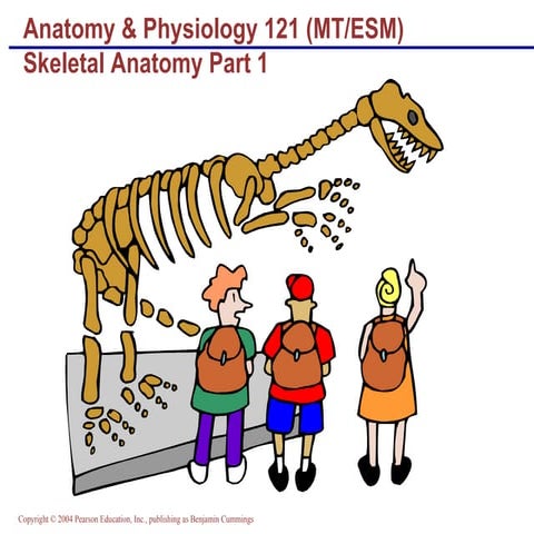 Skeletal anatomy part 1